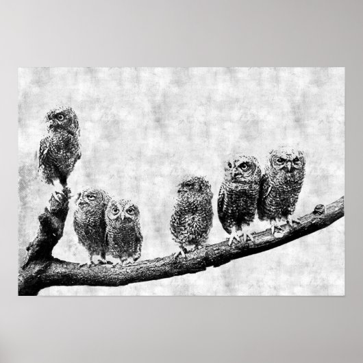 Baby Screech Owls Poster (Voorkant)
