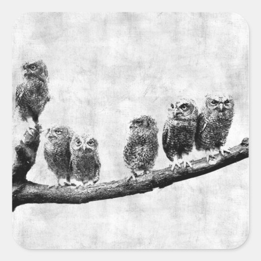 Baby Screech Owls Sticker (Voorkant)