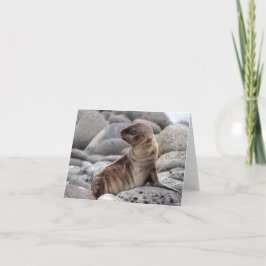 Baby Sea Lion Greeting Card Kaart