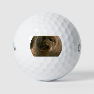 Baby seal gezicht golfballen