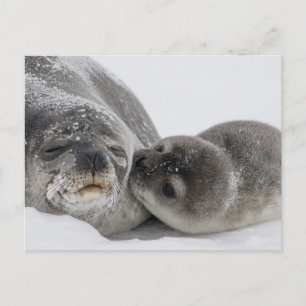Baby Seal Kissingmam Briefkaart