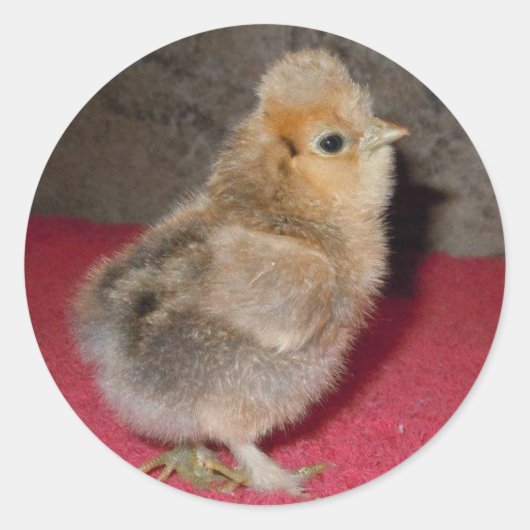 Baby Silkie Chick Stickers (Voorkant)