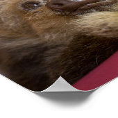 Baby Sloth Poster (Hoek)