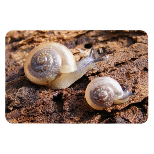 Baby Snails Magneet (Horizontaal)