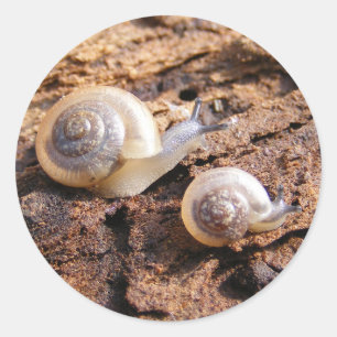 Baby Snails Sticker