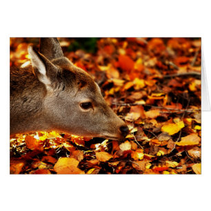 Baby snuffelen de herfstbladeren op de grond