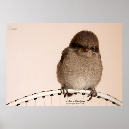 Baby Sparrow Poster (Voorkant)