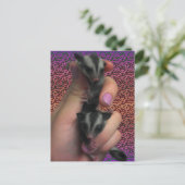 Baby Sugar Gliders Carte postale (Debout devant)