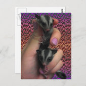 Baby Sugar Gliders Carte postale (Devant / Derrière)