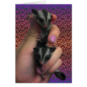 Baby Sugar Gliders Kaart die Twins Kaart verwacht