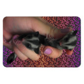 Baby Sugar Gliders Photo Magnet Magneet (Horizontaal)