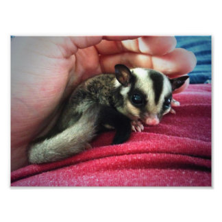 Baby Suiker Glider Print Foto Afdruk