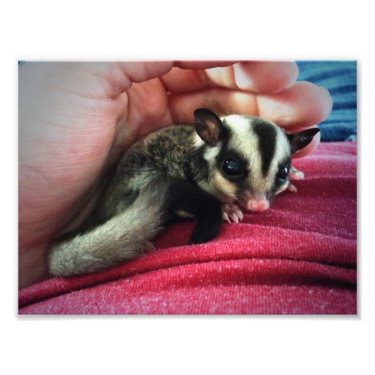Baby Suiker Glider Print Foto Afdruk (Voorkant)