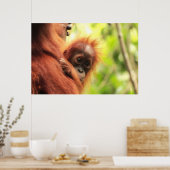 Baby Sumatran Orangutan Poster (Keuken)