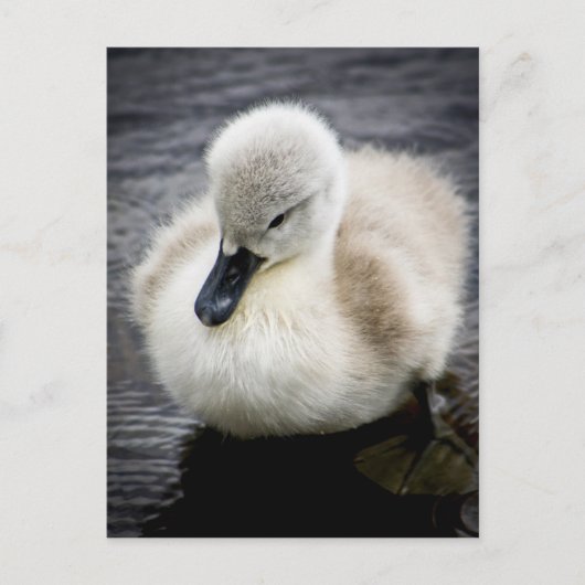 Baby Swan | Cygnet Briefkaart (Voorkant)