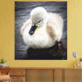 Baby Swan | Cygnet Canvas Afdruk (Insitu (Woonkamer))