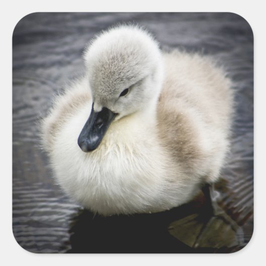 Baby Swan | Cygnet Vierkante Sticker (Voorkant)