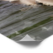 Baby Swan Poster Print (Hoek)