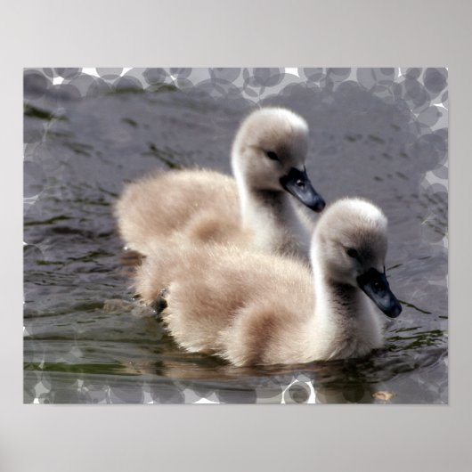 Baby Swan Poster Print (Voorkant)