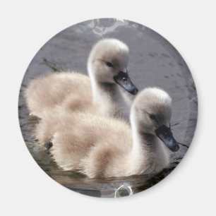 Baby Swans Round Magnet Magneet