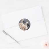 Baby Swans Stickers (Envelop)