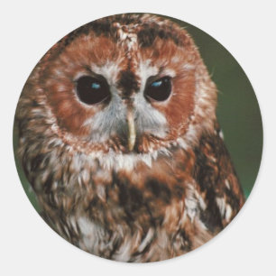 Baby Tawny Owl Ronde Sticker