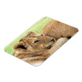 Baby Tiger magnet Magneet (Linkerzijde)