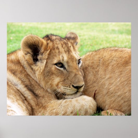 Baby Tiger poster (Voorkant)