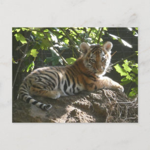 Baby Tijger in de zon DIY Briefkaart