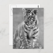 Baby tijger in zwart-wit briefkaart (Voorkant / Achterkant)