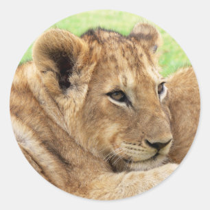 Baby tijger stickers