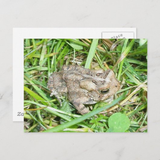 Baby Toad Briefkaart (Voorkant / Achterkant)