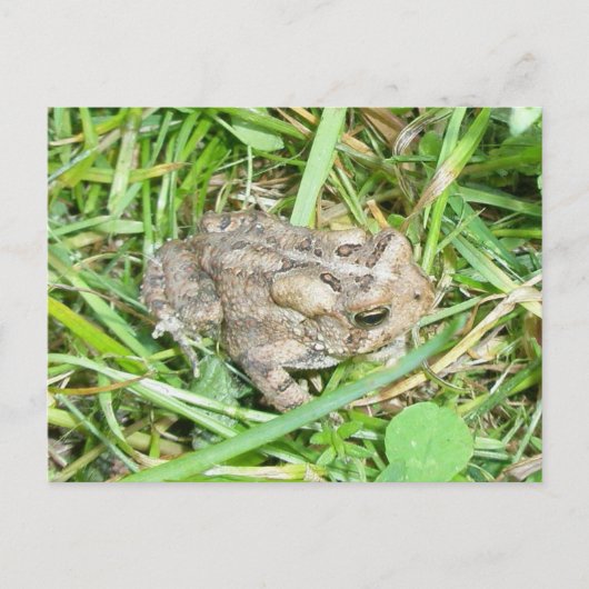 Baby Toad Briefkaart (Voorkant)