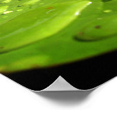 Baby Toad in Pond Poster (Hoek)