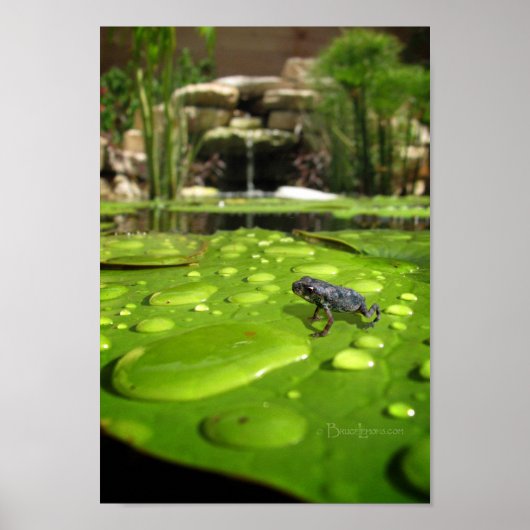 Baby Toad in Pond Poster (Voorkant)