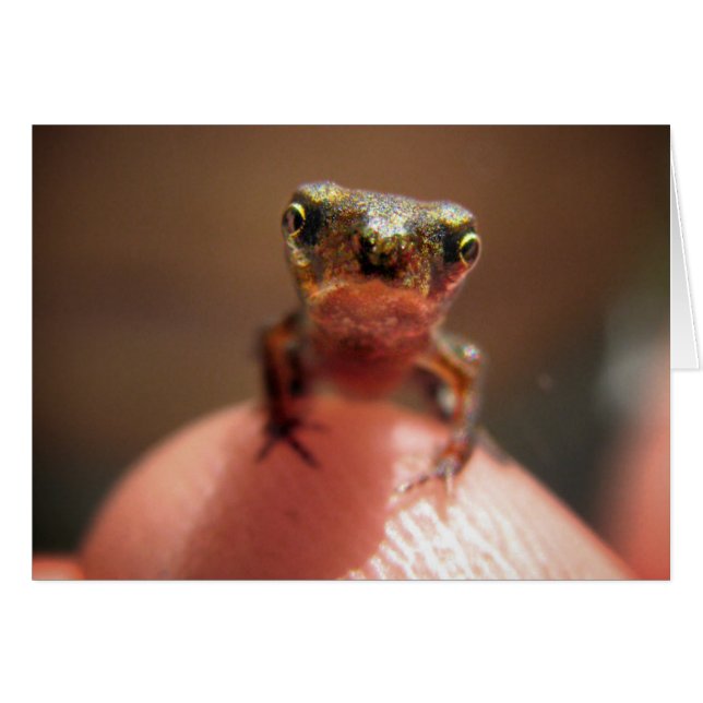 Baby Toad/Tadpool (Voorkant Horizontaal)