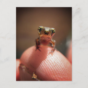 Baby Toad/Tadpool Briefkaart