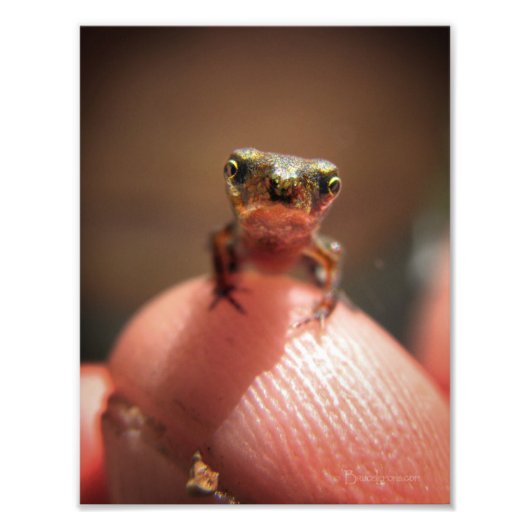 Baby Toad/Tadpool Foto Afdruk (Voorkant)