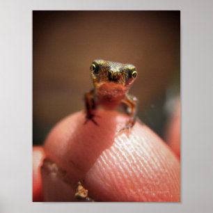 Baby Toad/Tadpool Poster