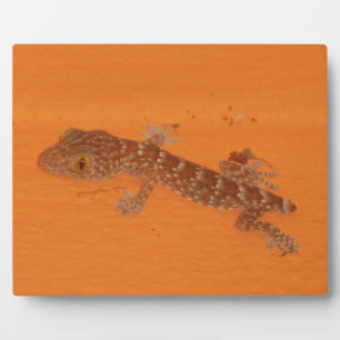 Baby Tokay Gecko Fotoplaat