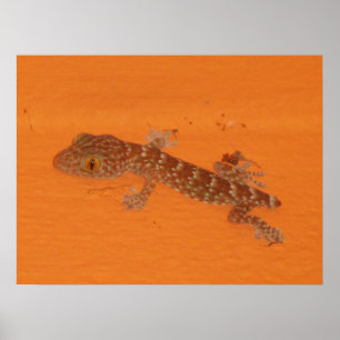 Baby Tokay Gecko Poster