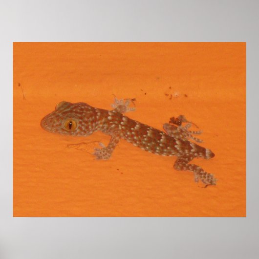 Baby Tokay Gecko Poster (Voorkant)