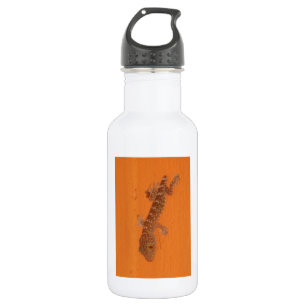 Baby Tokay Gecko Waterfles
