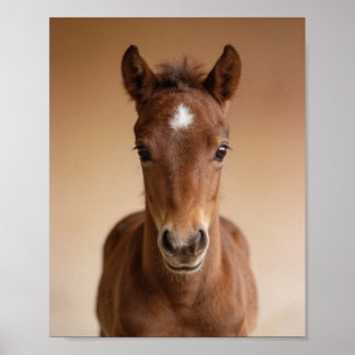 Baby Veulensportret – Mooie Dieren Muur Kunst voor Poster
