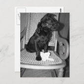 baby Violet Lab Briefkaart (Voorkant / Achterkant)