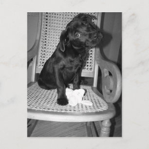 baby Violet Lab Briefkaart