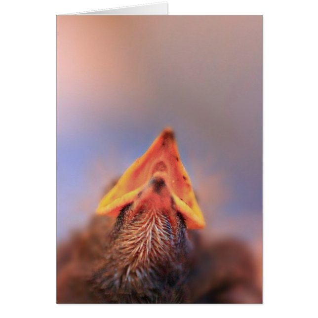 Baby Vogel 2 (Voorkant)