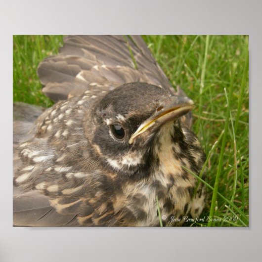Baby vogel poster (Voorkant)