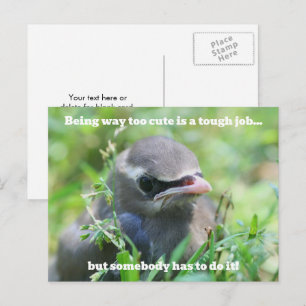 Baby Vogel Te Cute Humor Briefkaart