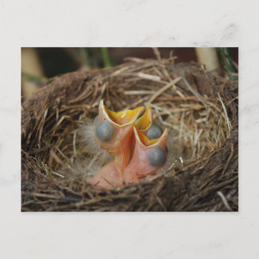 Baby-vogelBriefkaart Briefkaart (Voorkant)